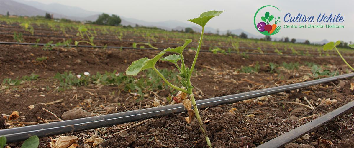 CultivaUchile