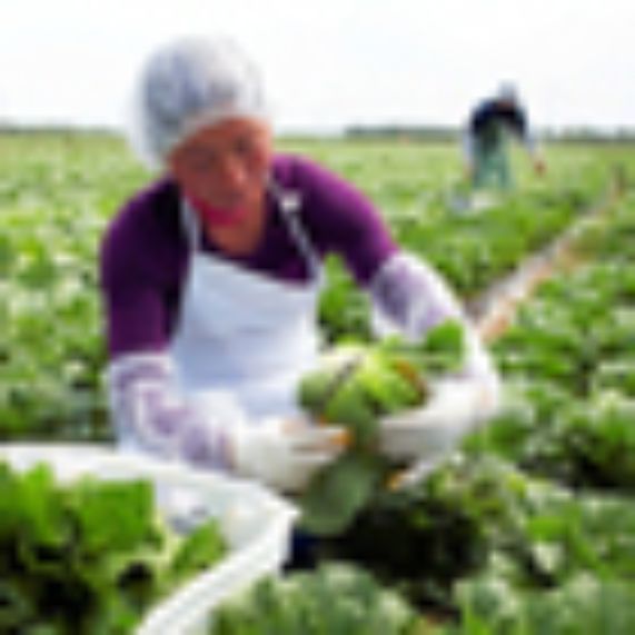 Hacer de Chile una potencia alimentaria mundial se constituye en el paradigma de desarrollo del sector agroalimentario chileno desde ya una década.