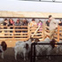 Participantes del día de campo observando y discutiendo temas relacionados con caprinos para carne.