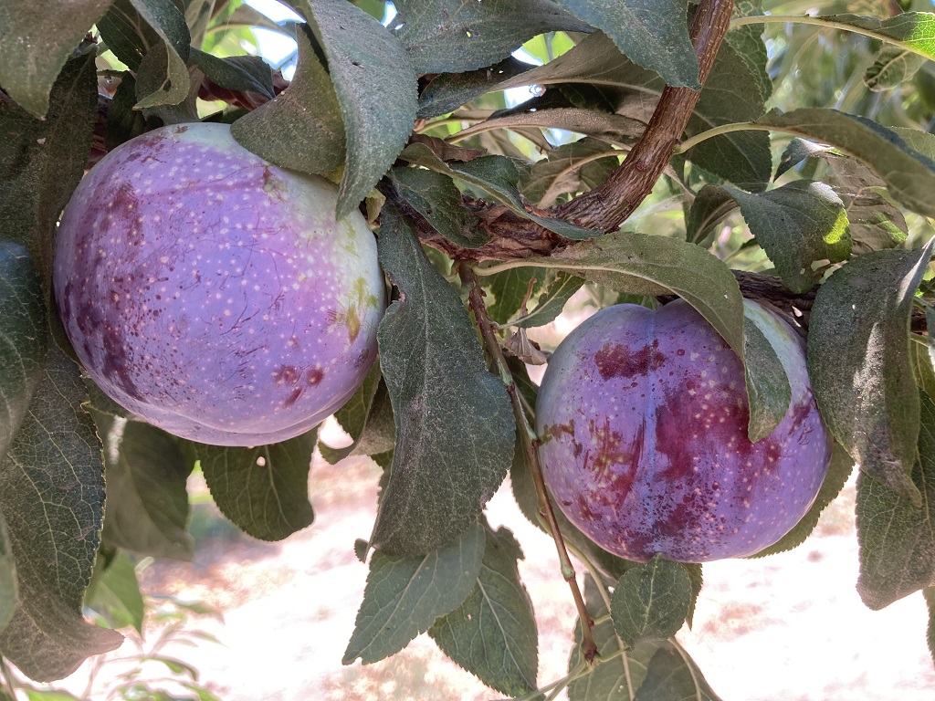 Desafíos de producción y comercialización de una nueva ciruela chilena ...